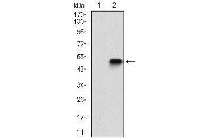 Western blot analysis using CASP-7 mAb against HEK293 (1) and CASP-7 (AA: 29-198)-hIgGFc transfected HEK293 (2) cell lysate. (Caspase 7 抗体  (AA 29-198))