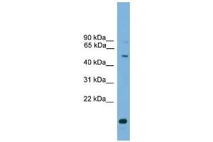 WB Suggested Anti-ATG4C Antibody Titration: 0. (ATG4C 抗体  (Middle Region))