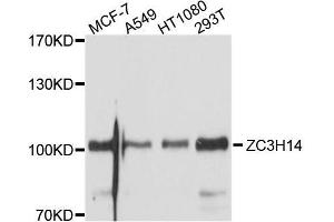 Western blot analysis of extracts of various cell lines, using ZC3H14 antibody. (ZC3H14 抗体  (AA 1-306))