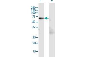 Western Blot analysis of LCP1 expression in transfected 293T cell line by LCP1 MaxPab polyclonal antibody. (LCP1 抗体  (AA 1-627))