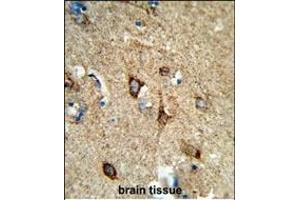 Formalin-fixed and paraffin-embedded human brain tissue reacted with COX5A Antibody (Center), which was peroxidase-conjugated to the secondary antibody, followed by DAB staining. (COX5A 抗体  (AA 46-73))