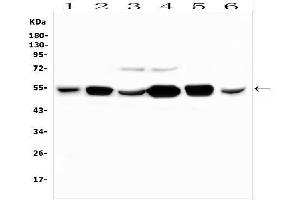 anti-Pyridine Nucleotide-Disulphide Oxidoreductase Domain 1 (PYROXD1) (AA 48-230) antibody