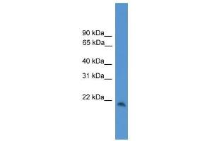 CBLN1 antibody used at 0. (CBLN1 抗体  (C-Term))