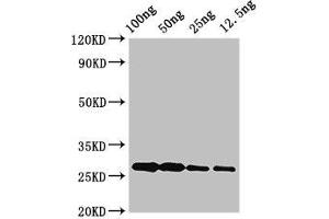 Western Blot Positive WB detected in Recombinant protein All lanes: albA antibody at 3. (AlbA (AA 1-93) 抗体)