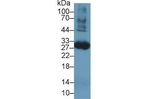 Western Blotting (WB) image for anti-Coagulation Factor III (thromboplastin, Tissue Factor) (F3) (AA 30-252) antibody (ABIN7431905)