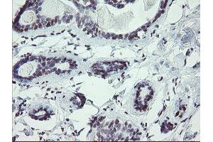 Image no. 1 for anti-U-Box Domain Containing 5 (UBOX5) (AA 1-130), (AA 419-487) antibody (ABIN1490573) (UBOX5 抗体  (AA 1-130, AA 419-487))