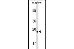 Western blot analysis of TPK1 Antibody in mouse spleen tissue lysates (35ug/lane) (TPK1 抗体  (N-Term))