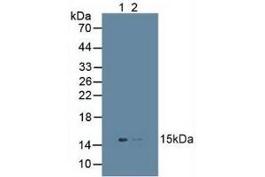 Figure. (UBD 抗体  (AA 1-165))