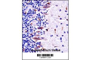Mouse Mlk4 Antibody immunohistochemistry analysis in formalin fixed and paraffin embedded mouse cerebellum tissue followed by peroxidase conjugation of the secondary antibody and DAB staining. (MLK4 抗体  (AA 566-593))
