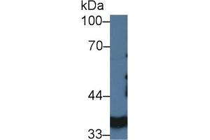 Western Blot; Sample: Porcine Kidney lysate; Primary Ab: 3µg/ml Rabbit Anti-Porcine LDHA Antibody Second Ab: 0. (Lactate Dehydrogenase A 抗体  (AA 1-332))