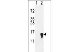 Western blot analysis of ISG15 (arrow) using rabbit polyclonal hISG15-A46 (ABIN387983 and ABIN2844984). (ISG15 抗体  (N-Term))
