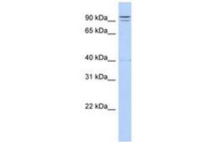 Image no. 1 for anti-Tetratricopeptide Repeat Domain 14 (TTC14) (N-Term) antibody (ABIN6740709) (TTC14 抗体  (N-Term))