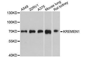 Western blot analysis of extracts of various cell lines, using KREMEN1 antibody. (KREMEN1 抗体  (AA 180-380))
