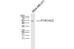 MDA-MB-231 lysates probed with PYROXD2 Polyclonal Antibody, Unconjugated  at 1:300 dilution and 4˚C overnight incubation. (PYROXD2 抗体  (AA 301-400))