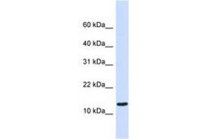 Image no. 1 for anti-Chromosome 1 Open Reading Frame 95 (C1ORF95) (C-Term) antibody (ABIN6740873) (C1ORF95 抗体  (C-Term))