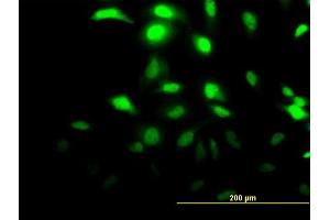 Immunofluorescence (IF) image for anti-Chloride Intracellular Channel 3 (CLIC3) (AA 137-236) antibody (ABIN563910)