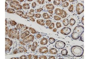 Immunoperoxidase of monoclonal antibody to MUC4 on formalin-fixed paraffin-embedded human stomach. (MUC4 抗体  (AA 79-188))