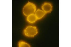 Detection of CD34 in human chronic myeloid leukemia cell line MOLM-7 with anti-human CD34 PE. (CD34 抗体  (FITC))