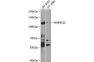 Western blot analysis of extracts of various cell lines, using MK12 antibody (ABIN6130534, ABIN6143493, ABIN6143494 and ABIN6224533) at 1:1000 dilution. (MAP3K12 抗体  (AA 1-210))