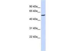 Image no. 1 for anti-gamma-aminobutyric Acid (GABA) A Receptor, beta 2 (GABRB2) (AA 108-157) antibody (ABIN6742540)