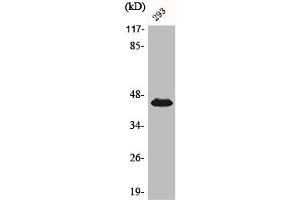 Western Blot analysis of 293 cells using Phospho-MEK-1/2 (S218/222) Polyclonal Antibody (MEK1 抗体  (pSer218, pSer222))