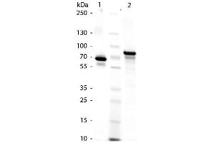 SDS-Page of Human Transferrin. (Transferrin Protein (TF))