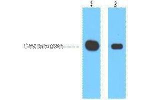 Western Blotting (WB) image for anti-Myc Tag antibody (ABIN3178555) (Myc Tag 抗体)