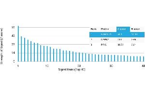 Protein Array (PAr) image for anti-Family with Sequence Similarity 107, Member A (FAM107A) antibody (ABIN7456105) (FAM107A 抗体)