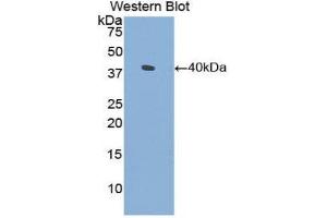 Western Blotting (WB) image for anti-Surfactant Protein A1 (SFTPA1) (AA 21-248) antibody (ABIN1860602) (Surfactant Protein A1 抗体  (AA 21-248))