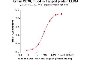 ELISA plate pre-coated by 2 μg/mL (100 μL/well) Human CD27, hFc tagged protein (ABIN6961160) can bind Human CD70,mFc-His tagged protein(ABIN6961112) in a linear range of 3. (CD70 Protein (mFc-His Tag))