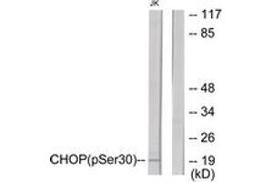 Western blot analysis of extracts from Jurkat cells treated with PMA 125ng/ml 30', using CHOP (Phospho-Ser30) Antibody. (DDIT3 抗体  (pSer30))