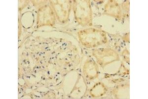 Immunohistochemistry of paraffin-embedded human kidney tissue using ABIN7167514 at dilution of 1:100 (PTPRR 抗体  (AA 1-412))