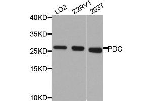 Western blot analysis of extracts of various cell lines, using PDC antibody. (Phosducin 抗体)