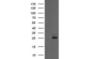 Image no. 1 for anti-Proteasome Subunit alpha 2 (PSMA2) (AA 50-234) antibody (ABIN1491568) (PSMA2 抗体  (AA 50-234))