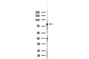 anti-Organic Anion Transporter E (OATP-E) antibody