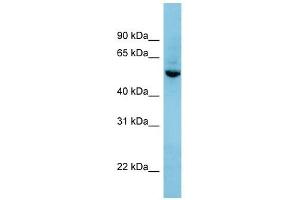 SHB antibody used at 1 ug/ml to detect target protein. (SHB 抗体  (N-Term))