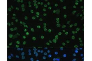 Immunofluorescence analysis of C6 cells using ALYREF Polyclonal Antibody at dilution of 1:100 (40x lens).