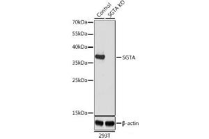 Western blot analysis of extracts from normal (control) and SGTA knockout (KO) 293T cells using SGTA Polyclonal Antibody at dilution of 1:1000. (SGTA 抗体)