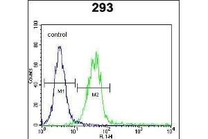 CLEC11A Antibody (Center) (ABIN655039 and ABIN2844670) flow cytometric analysis of 293 cells (right histogram) compared to a negative control cell (left histogram). (CLEC11A 抗体  (AA 145-174))