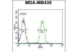 Flow cytometric analysis of MDA-MB435 cells (right histogram) compared to a negative control cell (left histogram). (LYRM4 抗体  (AA 43-69))