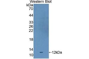 Western Blotting (WB) image for anti-Selenoprotein X, 1 (SEPX1) (AA 1-116) antibody (ABIN1860532) (MSRB1 抗体  (AA 1-116))