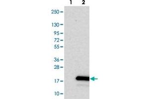Western blot analysis of Lane 1: Negative control (vector only transfected HEK293T lysate). (SPACA4 抗体)