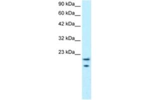 Western Blotting (WB) image for anti-C-Myc Binding Protein (MYCBP) antibody (ABIN2460298) (MYCBP 抗体)