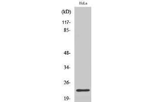Western Blotting (WB) image for anti-Immunoglobulin lambda-Like Polypeptide 1 (IGLL1) (N-Term) antibody (ABIN3183743) (IGLL1 抗体  (N-Term))