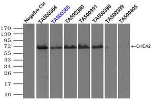 Image no. 1 for anti-Checkpoint Kinase 2 (CHEK2) antibody (ABIN1497498) (CHEK2 抗体)