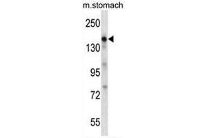 EGF Antibody (Center) western blot analysis in mouse stomach tissue lysates (35µg/lane). (EGF 抗体  (Middle Region))