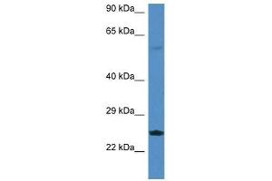 Western Blot showing Rerg antibody used at a concentration of 1. (RERG 抗体  (Middle Region))