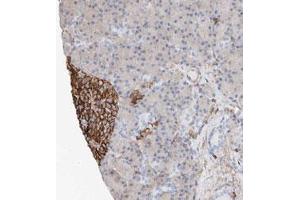 Immunohistochemical staining (Formalin-fixed paraffin-embedded sections) of human pancreas with WFS1 polyclonal antibody  shows strong membrane and cytoplasmic positivity in islet cells. (WFS1 抗体)