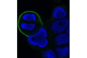 Image no. 1 for anti-Mitotic Cells antibody (ABIN335393) (Mitotic Cells 抗体)