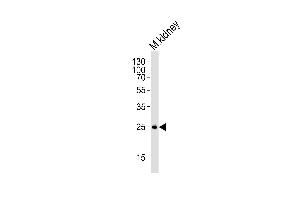 Western blot analysis of mouse kidney tissue lysate, using SNAI1 Antibody (N-term R8) (ABIN388812 and ABIN2839130). (SNAIL 抗体  (N-Term))